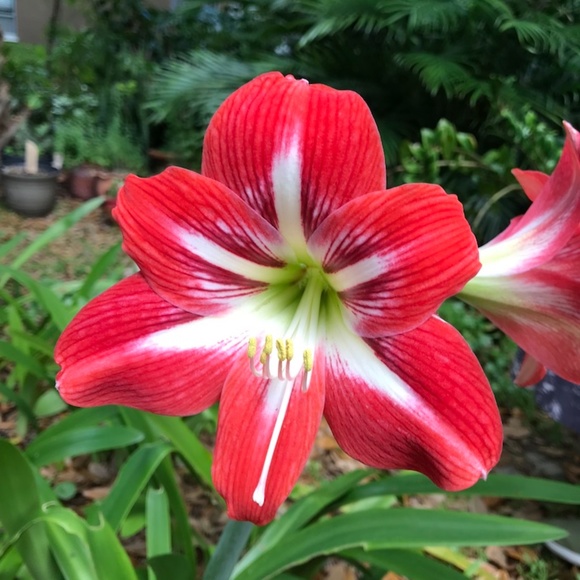 Tracee - Picture 10 of 12